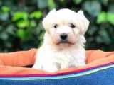 Maltipoo Erkek