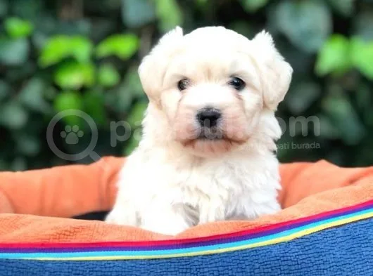 Maltipoo Erkek