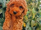 Red Brown Toy Poodle