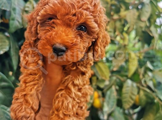Red Brown Toy Poodle görsel