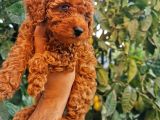 Red Brown Toy Poodle