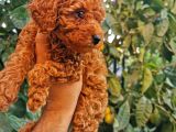 Red Brown Toy Poodle