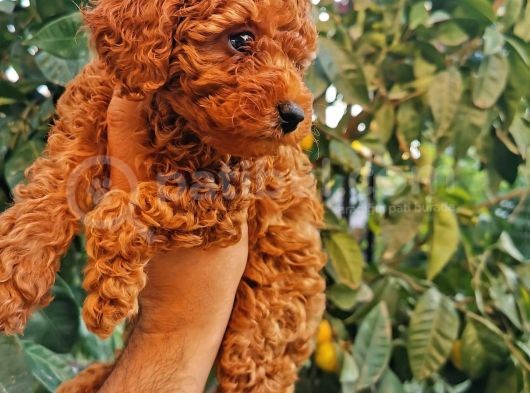 Red Brown Toy Poodle görsel