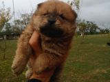 Chow Chow Bebekler