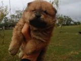 Chow Chow Bebekler