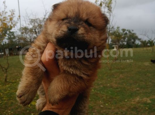 Chow Chow Bebekler görsel