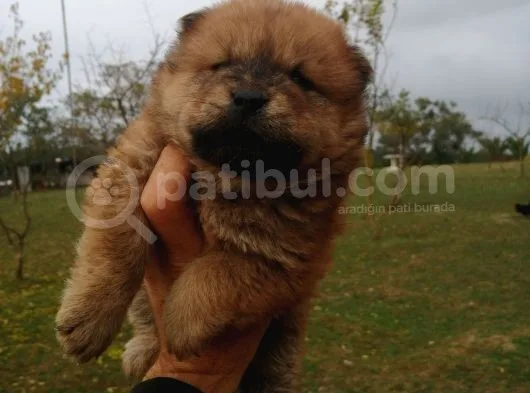 Chow Chow Bebekler