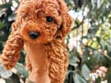 Red Brown Toy Poodle