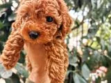 Red Brown Toy Poodle