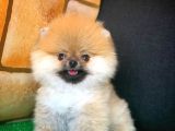 Sağlık Ve Irk Onaylı Scr Sertifikalı Muhteşem Pomeranian Boo Yavruları