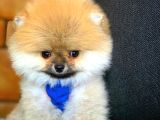 Sağlık Ve Irk Onaylı Scr Sertifikalı Muhteşem Pomeranian Boo Yavruları