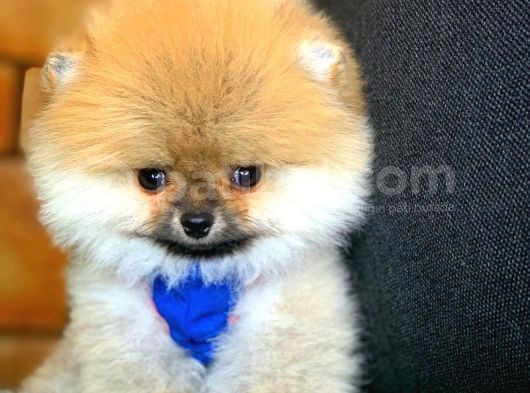 Sağlık Ve Irk Onaylı Scr Sertifikalı Muhteşem Pomeranian Boo Yavruları görsel
