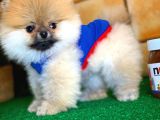 Sağlık Ve Irk Onaylı Scr Sertifikalı Muhteşem Pomeranian Boo Yavruları