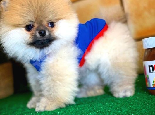 Sağlık Ve Irk Onaylı Scr Sertifikalı Muhteşem Pomeranian Boo Yavruları görsel