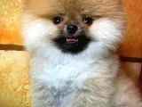 Sağlık ve Irk Onaylı SCR Sertifikalı Muhteşem Pomeranian Boo Yavruları
