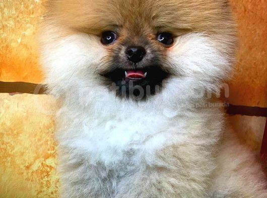 Sağlık Ve Irk Onaylı Scr Sertifikalı Muhteşem Pomeranian Boo Yavruları görsel