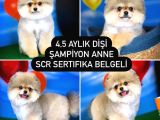 Scr Sertifikalı Yarışma Düzeyi Teddybear Pomeranian Boo