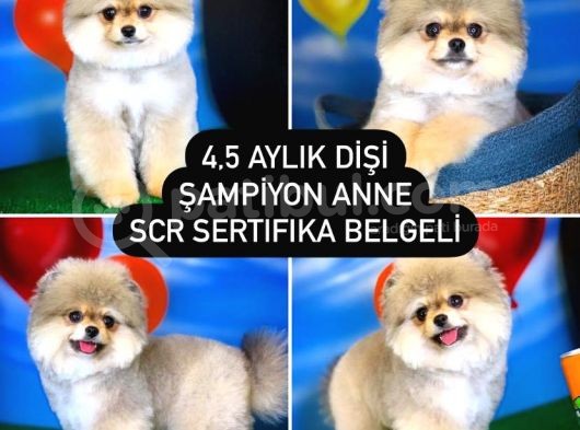 Scr Sertifikalı Yarışma Düzeyi Teddybear Pomeranian Boo görsel