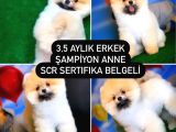 Scr Sertifikalı Yarışma Düzeyi Teddybear Pomeranian Boo