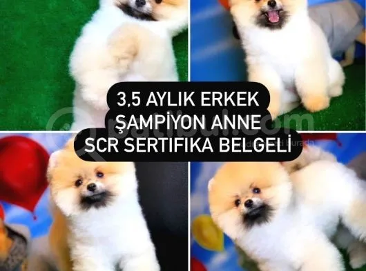 Scr Sertifikalı Yarışma Düzeyi Teddybear Pomeranian Boo
