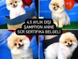 Scr Sertifikalı Yarışma Düzeyi Teddybear Pomeranian Boo