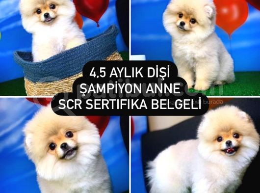 Scr Sertifikalı Yarışma Düzeyi Teddybear Pomeranian Boo görsel