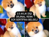 Scr Sertifikalı Yarışma Düzeyi Teddybear Pomeranian Boo