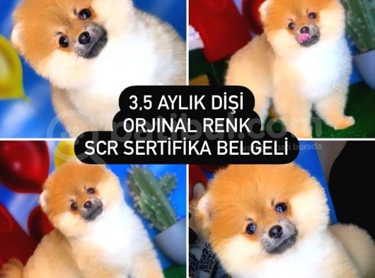 Scr Sertifikalı Yarışma Düzeyi Teddybear Pomeranian Boo görsel