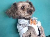 Oddy Köpeğim Bir Yıldır Bakıyorum Gri Siyah