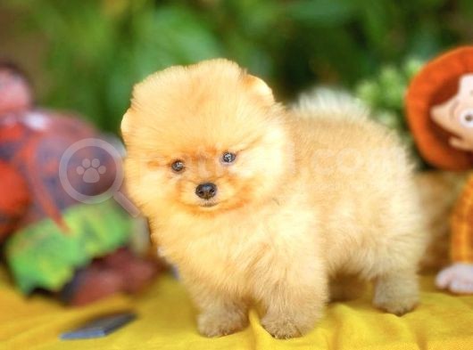 Birbirinden Güzel Ayıcık Surat Pomeranian Boo Yavru görsel