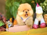 Birbirinden Güzel Ayıcık Surat Pomeranian Boo Yavru