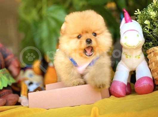Birbirinden Güzel Ayıcık Surat Pomeranian Boo Yavru görsel
