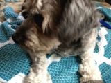 Oddy Köpeğim Bir Yıldır Bakıyorum Gri Siyah
