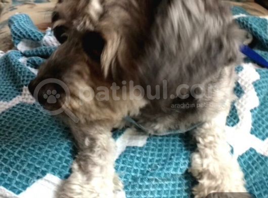 Oddy Köpeğim Bir Yıldır Bakıyorum Gri Siyah görsel
