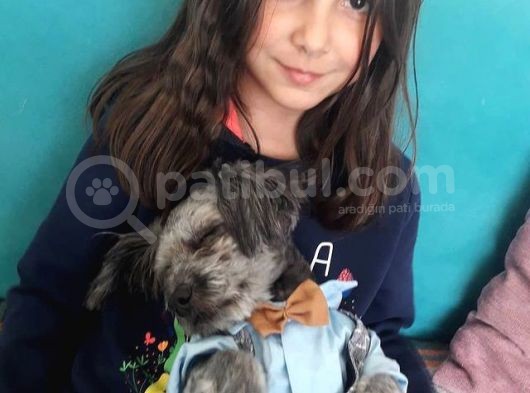 Oddy Köpeğim Bir Yıldır Bakıyorum Gri Siyah görsel