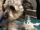 Oddy Köpeğim Bir Yıldır Bakıyorum Gri Siyah