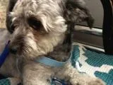 Oddy Köpeğim Bir Yıldır Bakıyorum Gri Siyah