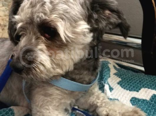 Oddy Köpeğim Bir Yıldır Bakıyorum Gri Siyah görsel