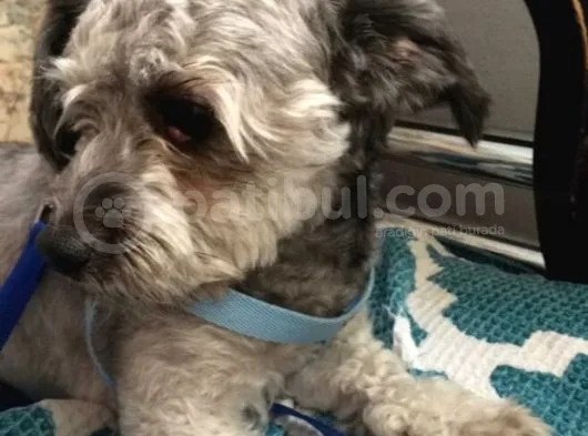 Oddy Köpeğim Bir Yıldır Bakıyorum Gri Siyah