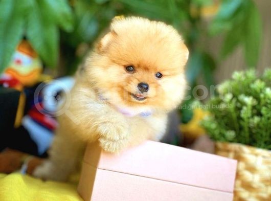 Birbirinden Güzel Ayıcık Surat Pomeranian Boo Yavru görsel