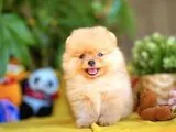 Birbirinden Güzel Ayıcık Surat Pomeranian Boo Yavru