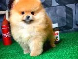 En İyi Kalıte Tcup Pomeranian Yavrularımız