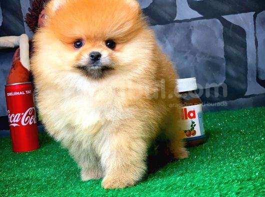 En İyi Kalıte Tcup Pomeranian Yavrularımız görsel