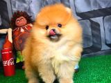 En İyi Kalıte Tcup Pomeranian Yavrularımız