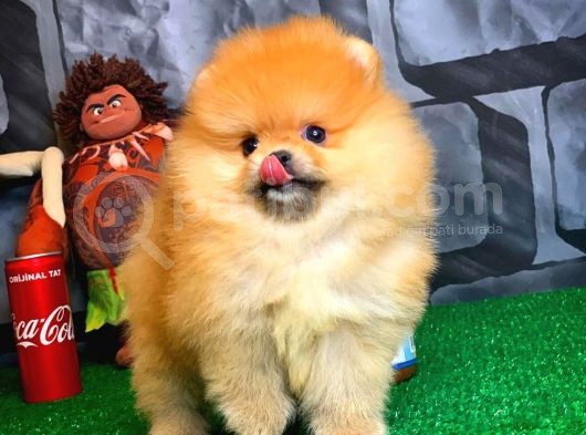 En İyi Kalıte Tcup Pomeranian Yavrularımız görsel