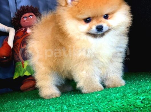 En İyi Kalıte Tcup Pomeranian Yavrularımız görsel