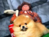 En İyi Kalıte Tcup Pomeranian Yavrularımız
