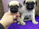Mops Pug