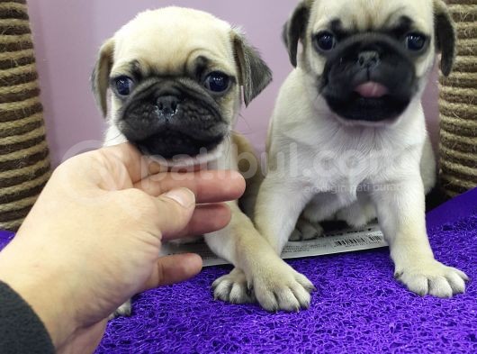 Mops Pug görsel