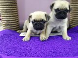 Mops Pug
